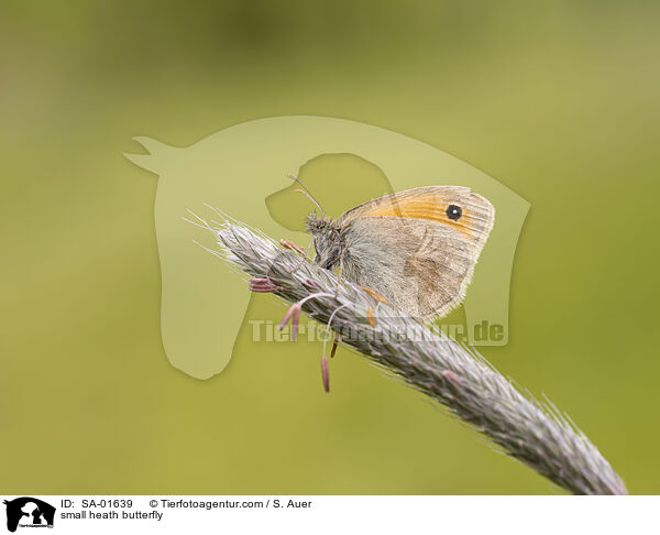 small heath butterfly / SA-01639