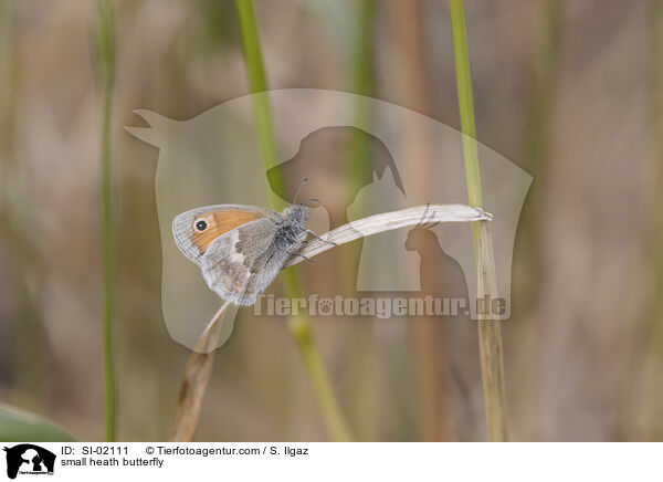 small heath butterfly / SI-02111