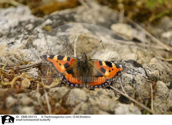 small tortoiseshell butterfly / DMS-06313