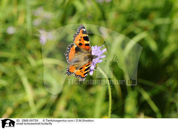 small tortoiseshell butterfly / DMS-06759