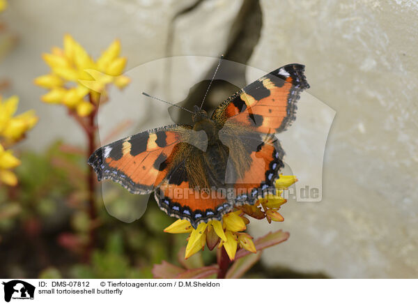 small tortoiseshell butterfly / DMS-07812