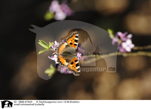 small tortoiseshell butterfly / DMS-07824