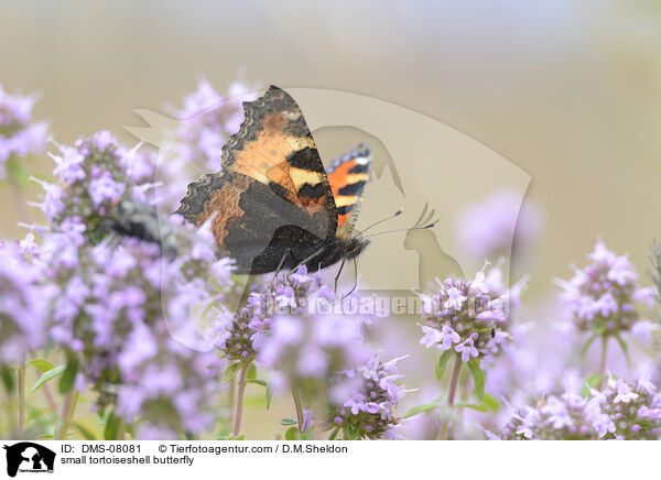 small tortoiseshell butterfly / DMS-08081