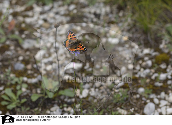 small tortoiseshell butterfly / SI-01421