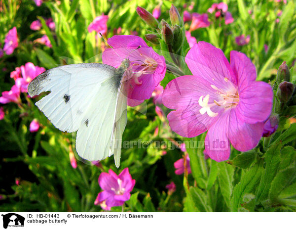 cabbage butterfly / HB-01443