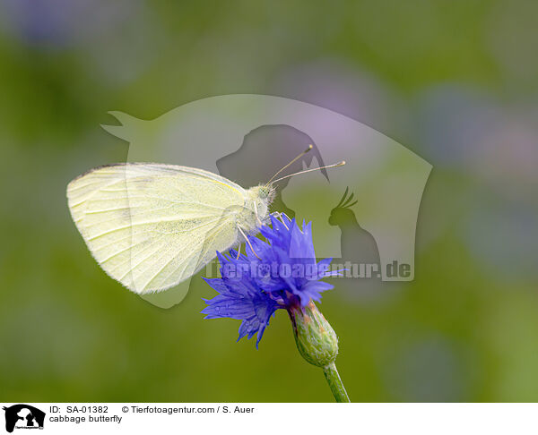 cabbage butterfly / SA-01382