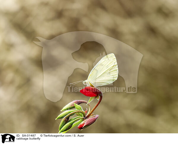 cabbage butterfly / SA-01487