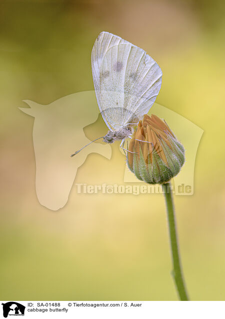 cabbage butterfly / SA-01488