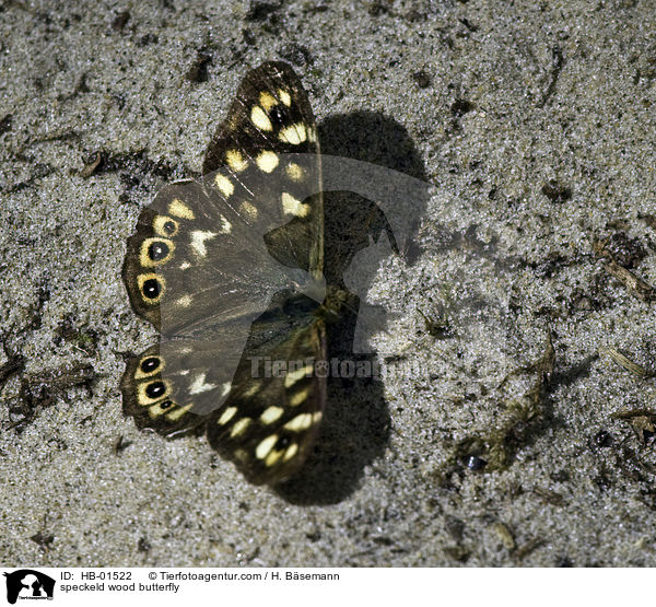 speckeld wood butterfly / HB-01522
