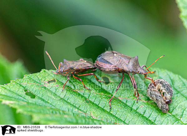 spiked shieldbugs / MBS-23528