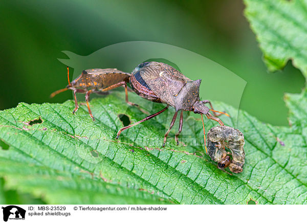 spiked shieldbugs / MBS-23529