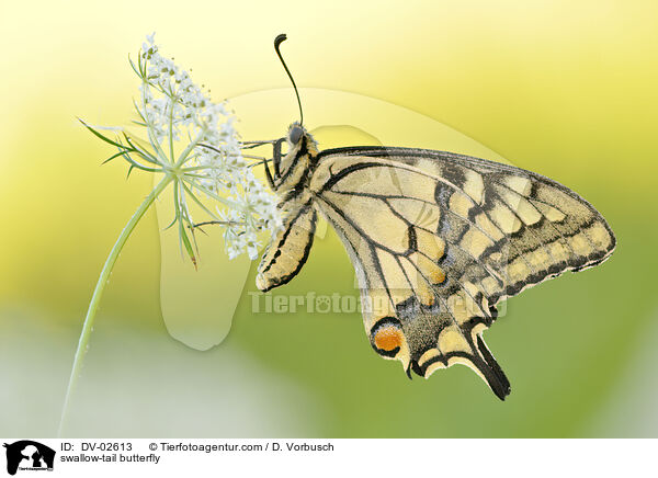 swallow-tail butterfly / DV-02613