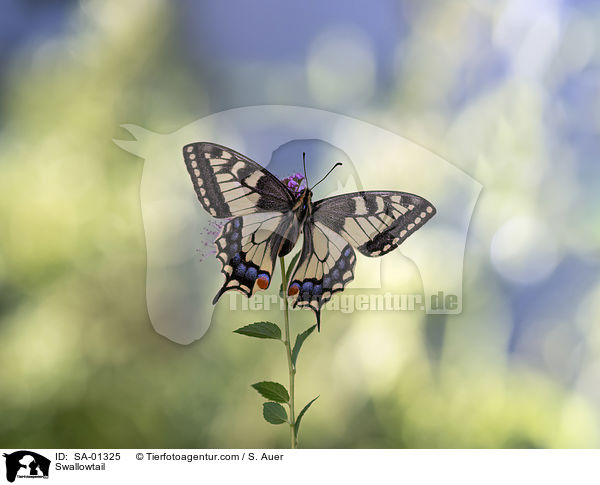 Swallowtail / SA-01325