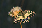 swallow-tail