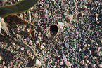 tarantula wolf spider hole