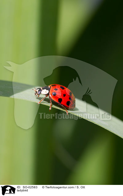 ladybird / SO-02583