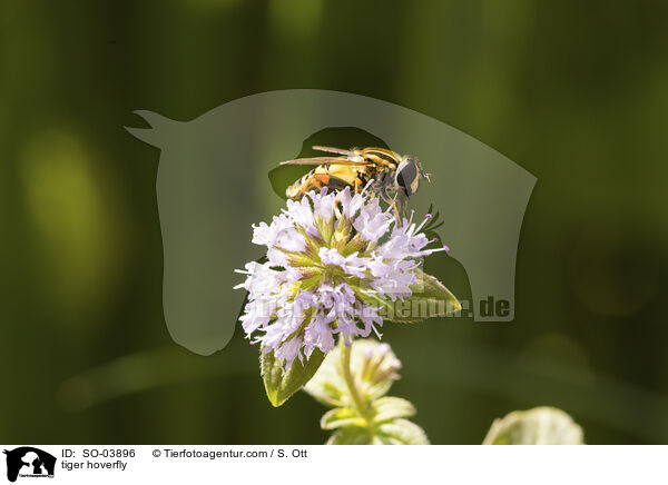 Gemeine Sumpfschwebfliege / tiger hoverfly / SO-03896