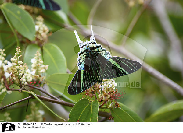 Urania swallowtail moth / JR-04675