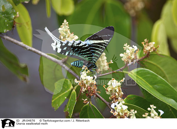 Urania swallowtail moth / JR-04676
