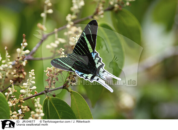 Urania swallowtail moth / JR-04677