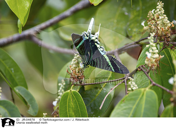 Urania swallowtail moth / JR-04678
