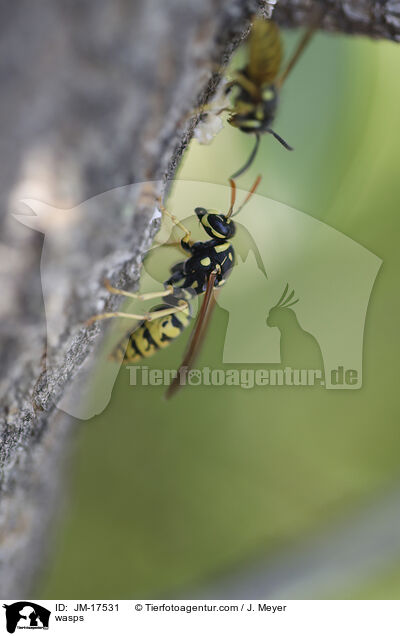 wasps / JM-17531