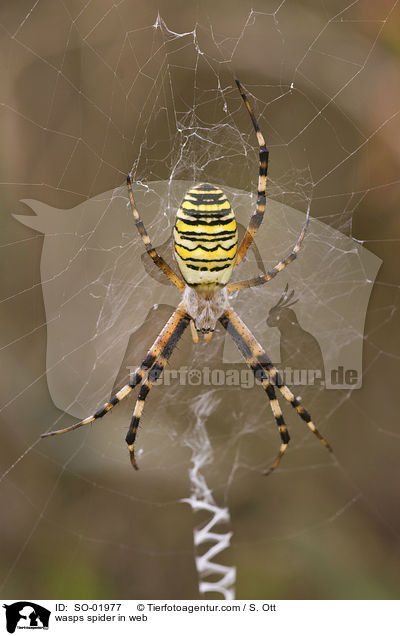 Wespenspinne in Netz / wasps spider in web / SO-01977
