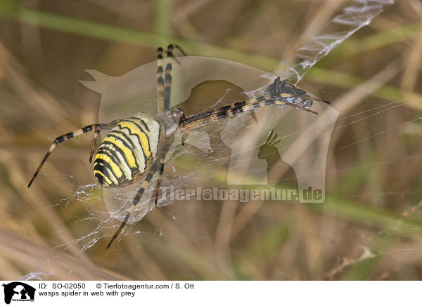 wasps spider in web with prey / SO-02050