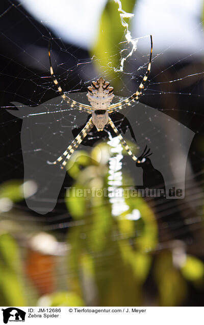 Zebra Spider / JM-12686