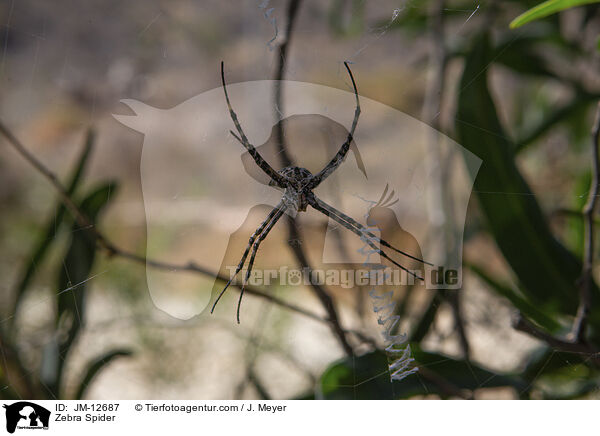 Zebra Spider / JM-12687