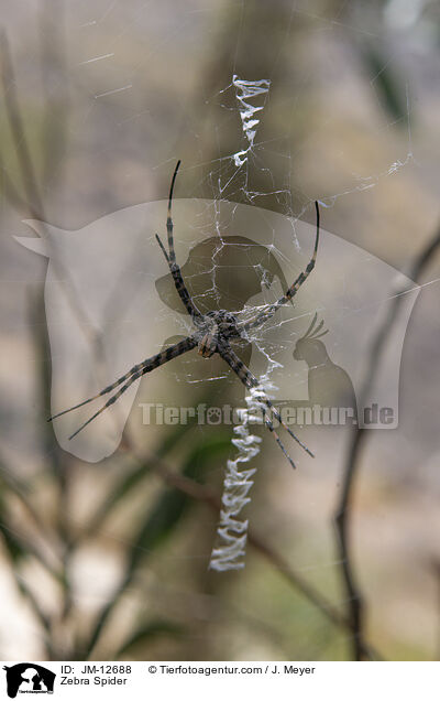 Zebra Spider / JM-12688