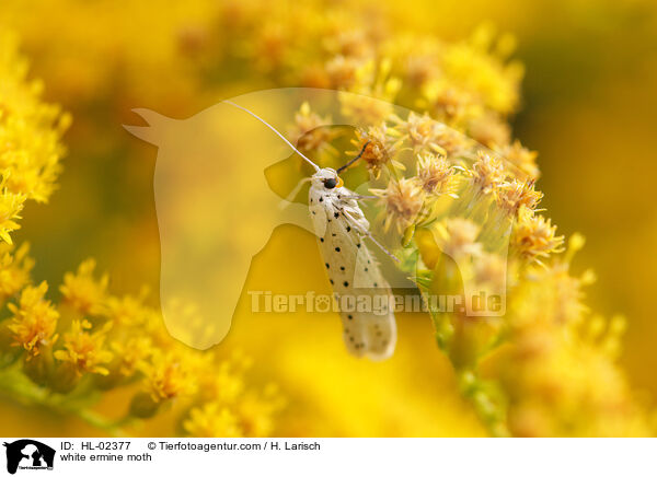 Weie Hermelin Motte / white ermine moth / HL-02377