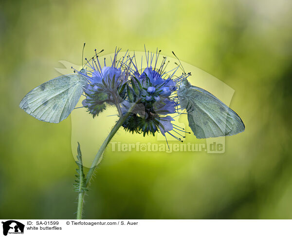 white butterflies / SA-01599