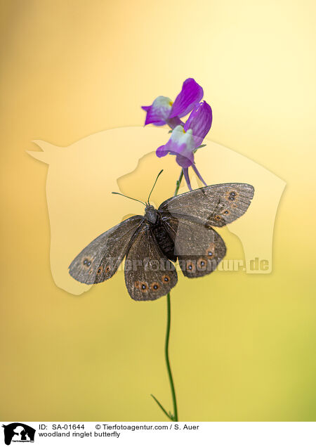 woodland ringlet butterfly / SA-01644