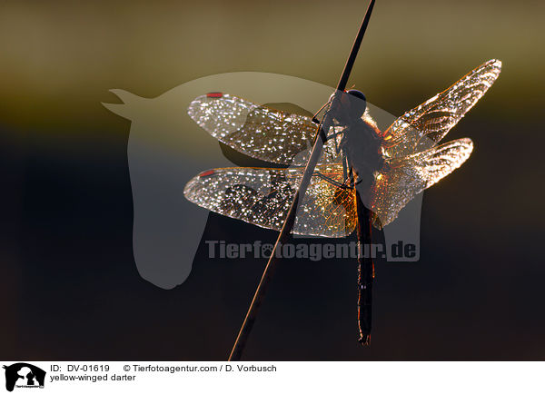 Gefleckte Heidelibelle / yellow-winged darter / DV-01619