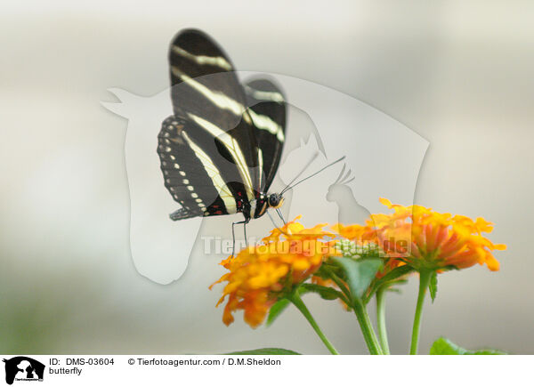 butterfly / DMS-03604