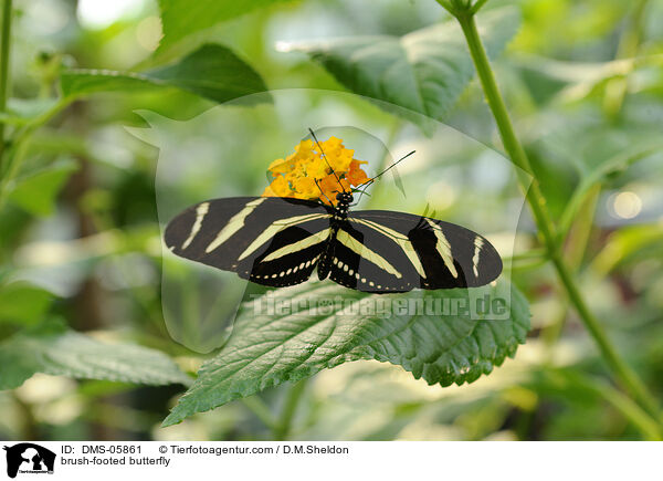 brush-footed butterfly / DMS-05861