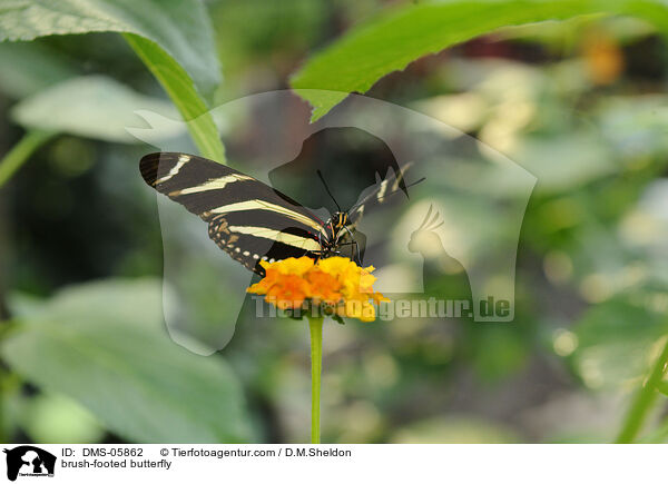 brush-footed butterfly / DMS-05862