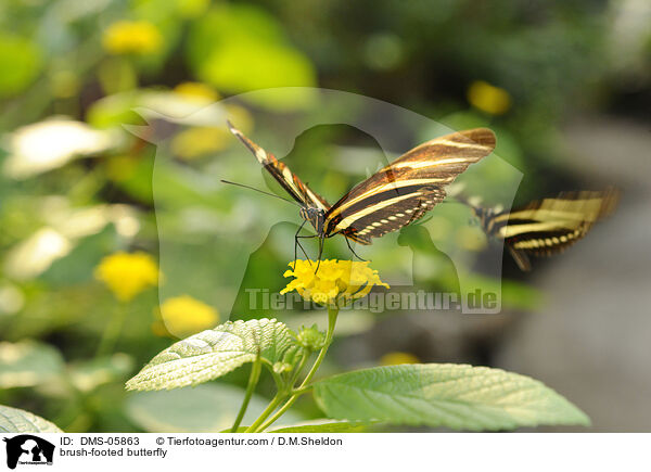 brush-footed butterfly / DMS-05863