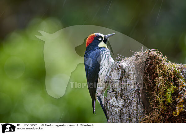 acorn woodpecker / JR-05857