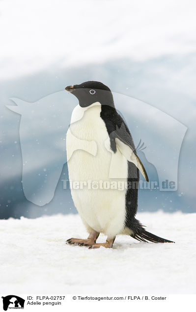 Adelie penguin / FLPA-02757