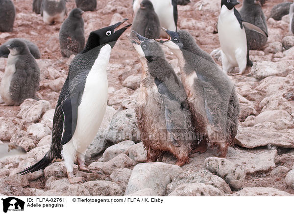 Adelie penguins / FLPA-02761