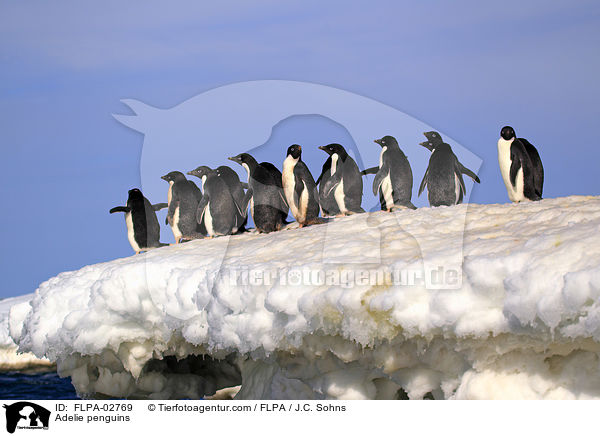 Adelie penguins / FLPA-02769