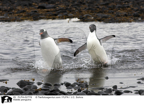 Adelie penguins / FLPA-02778