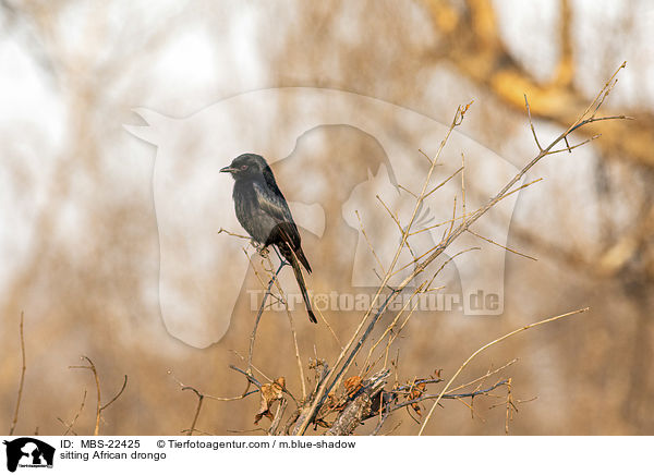 sitting African drongo / MBS-22425