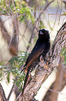 fork-tailed drongo