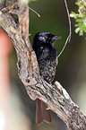 fork-tailed drongo