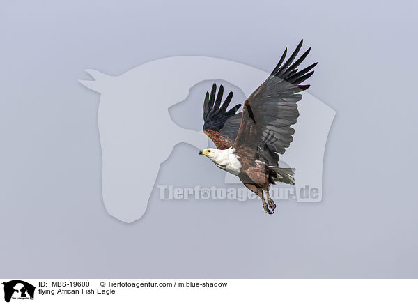 flying African Fish Eagle / MBS-19600
