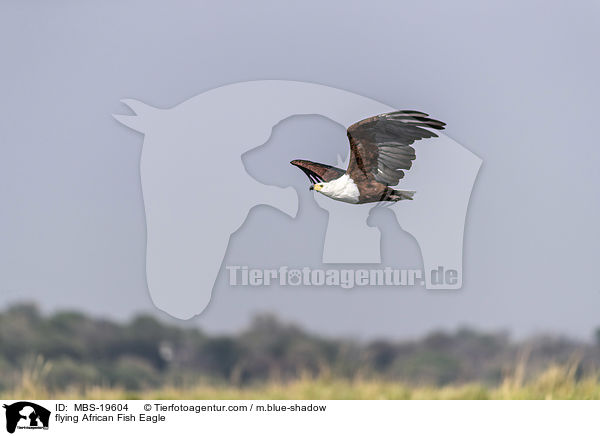 flying African Fish Eagle / MBS-19604