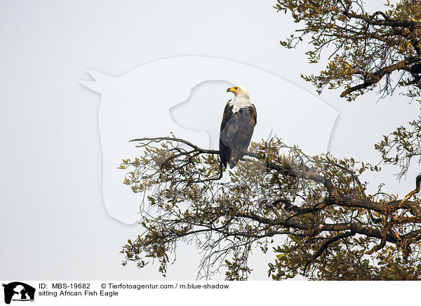 sitting African Fish Eagle / MBS-19682